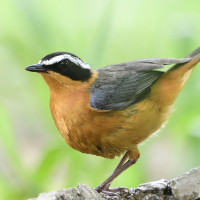 White-browed Robin-Chat